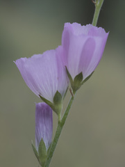 Sidalcea hartwegii