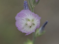 Sidalcea hartwegii