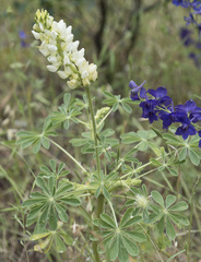 Lupinus densiflorus