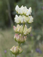 Lupinus densiflorus