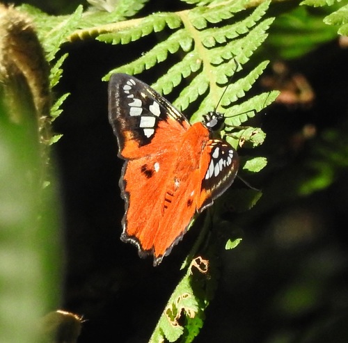 Belt's Myscelus