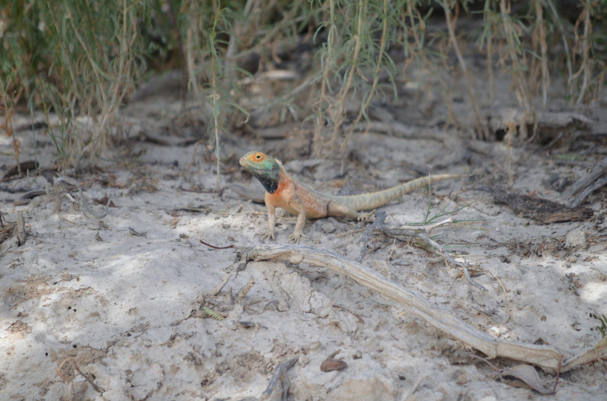 Agama aculeata Merrem, 1820