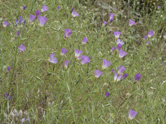 Clarkia gracilis albicaulis