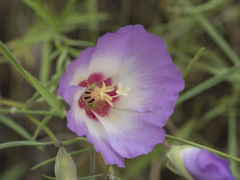 Clarkia gracilis albicaulis