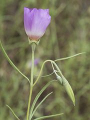 Clarkia gracilis albicaulis