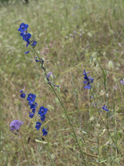 Delphinium hansenii