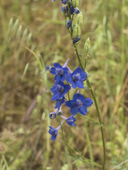 Delphinium hansenii