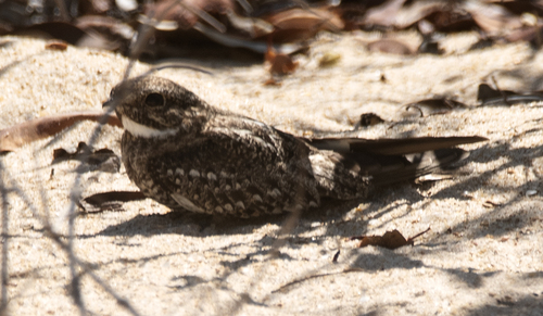 Chordeiles acutipennis acutipennis observed by eduardovieira17