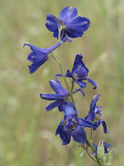 Delphinium hansenii