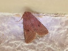 Protorthodes curtica