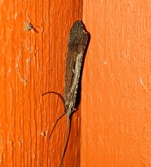 Glyphopsyche irrorata