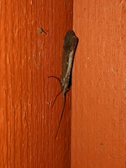 Glyphopsyche irrorata