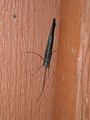 Glyphopsyche irrorata