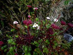 Trachymene saniculifolia