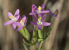Zeltnera muehlenbergii