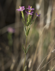 Zeltnera muehlenbergii