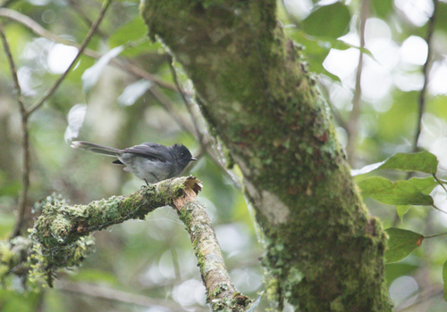 iNaturalist image