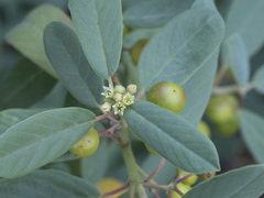 Frangula californica tomentella
