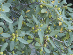 Frangula californica tomentella