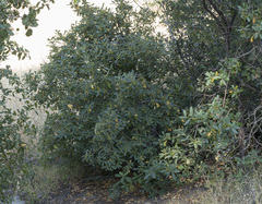 Frangula californica tomentella