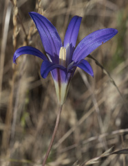 Brodiaea elegans elegans