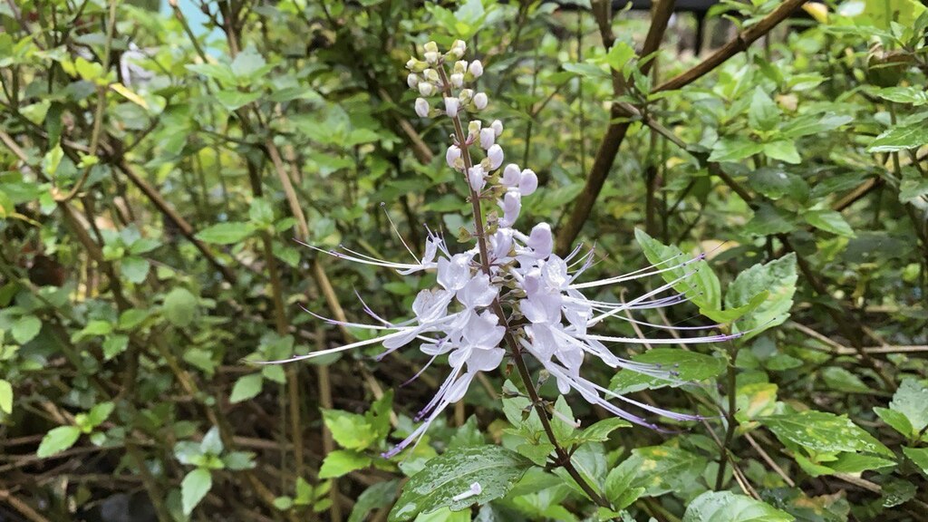 kumis kucing (Orthosiphon aristatus)