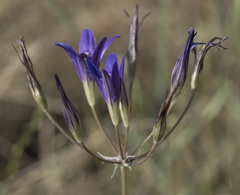 Brodiaea elegans elegans
