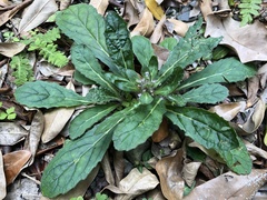 Ajuga taiwanensis