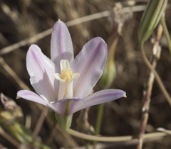 Brodiaea sierrae