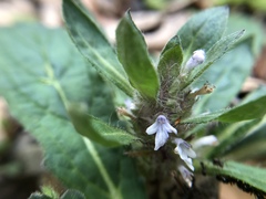 Ajuga taiwanensis