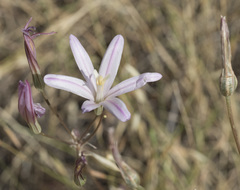 Brodiaea sierrae