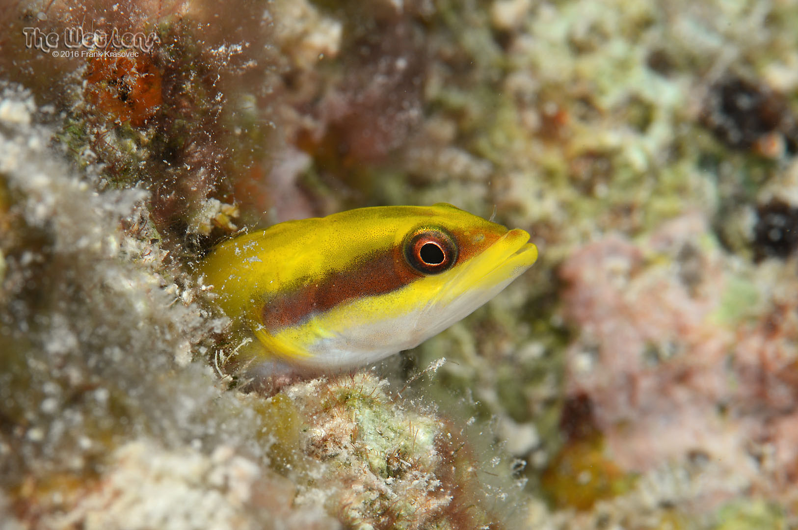 Wrasse Blenny photo 2