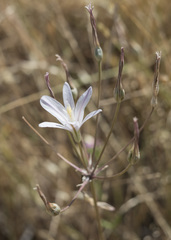 Brodiaea sierrae