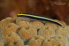 Sharknose Goby photo 3
