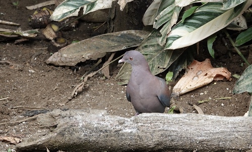 Red-billed Pigeon (Patagioenas flavirostris), photo 9