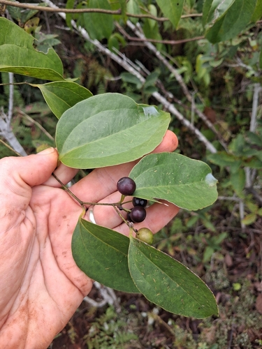 Smilax domingensis
