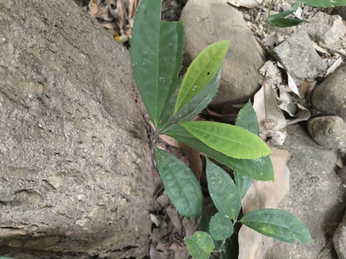 Myxopyrum smilacifolium observed 2026-01-01