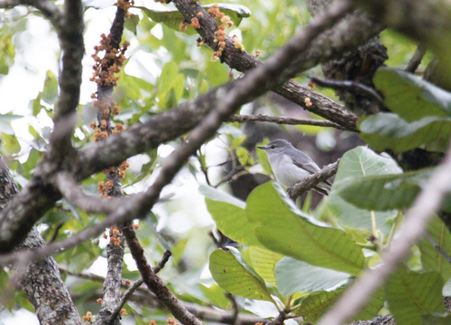 Gray Tit-Flycatcher