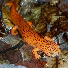 Pseudotriton ruber schencki