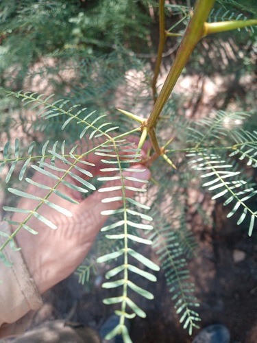 Chilean Mesquite