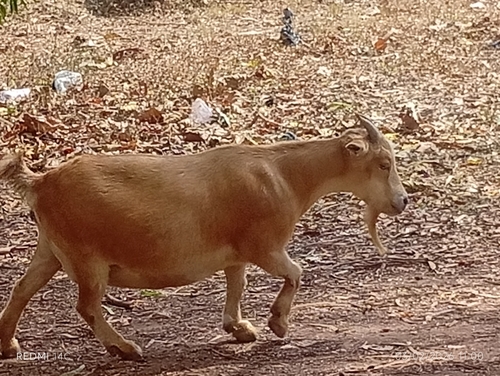 Domestic Goat