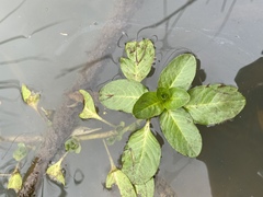 Ludwigia peploides montevidensis