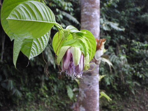 giant granadilla (Passiflora quadrangularis)