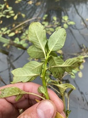 Ludwigia peploides montevidensis