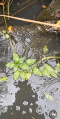 Ludwigia peploides montevidensis