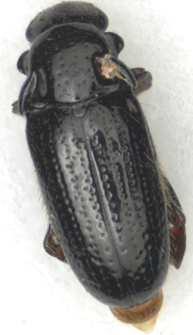 Bancous