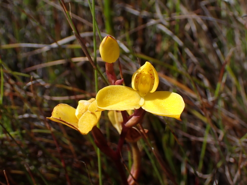 Langeberg Golden Disa (Disa aurata)