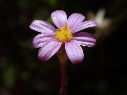 Langeberg Plumeseed (Zyrphelis fruticosa)