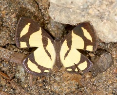 Baeotis zonata