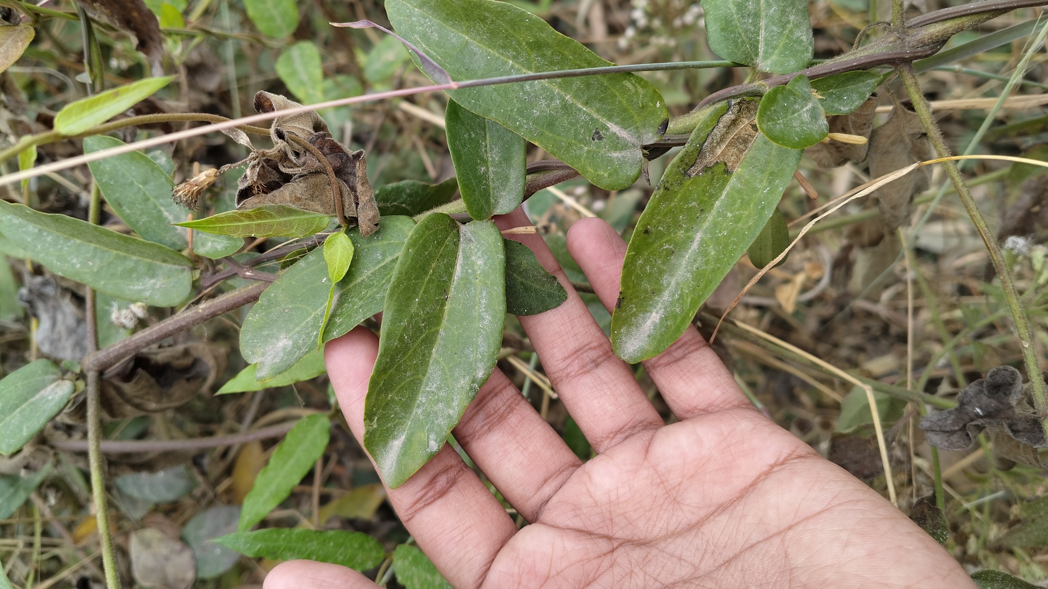 Indian birthwort